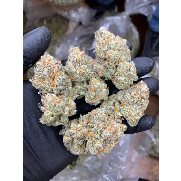 mimosa_gushers_feminized_cannabis_seeds_by_growerschoice_1_.webp