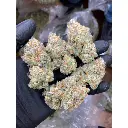 mimosa_gushers_feminized_cannabis_seeds_by_growerschoice_1_.webp