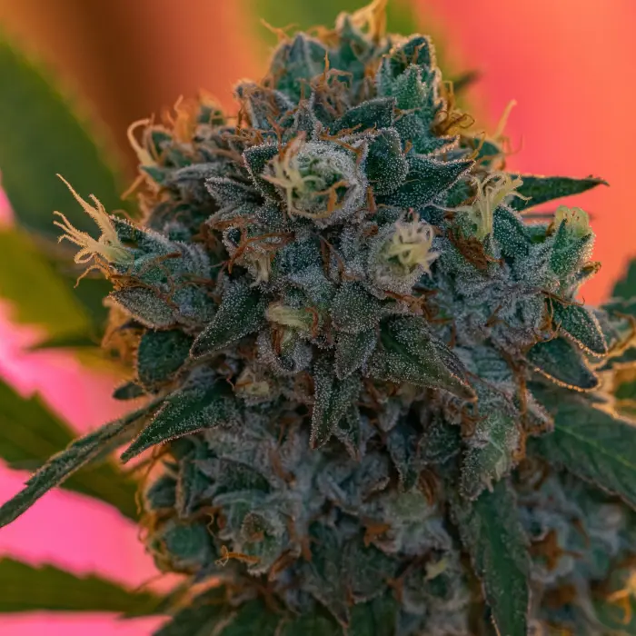 naranjabiscottifastv_plant2022.webp