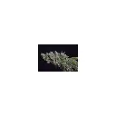 high_octane_fire_growerschoice_3.webp