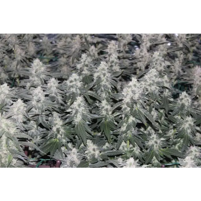 original_oreoz_by_growerschoice_cannabis_seeds.webp