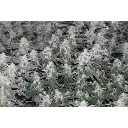 original_oreoz_by_growerschoice_cannabis_seeds.webp