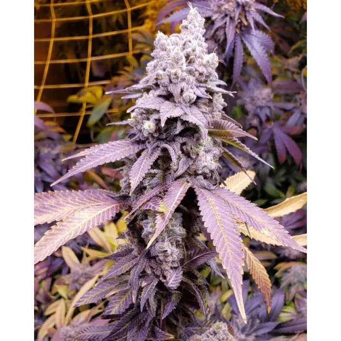 purple_sunset_by_growerschoice_feminized_cannabis_seeds.webp