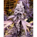 purple_sunset_by_growerschoice_feminized_cannabis_seeds.webp