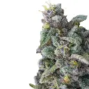 rainbow_candy_autoflower_feminized_cannabis_seeds_by_growerschoice_1.webp