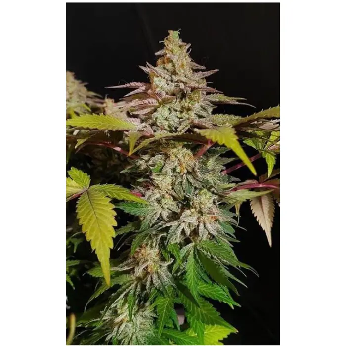 rainbow_candy_growers_choice_2_1_.webp