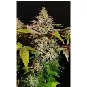 rainbow_candy_growers_choice_2_1_.webp