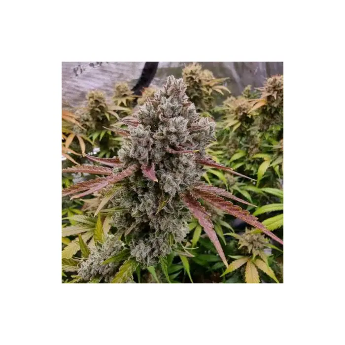 rainbow_runtz_feminized_growerschoice_cannabis_seeds.webp