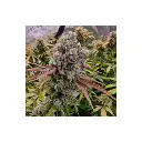 rainbow_runtz_feminized_growerschoice_cannabis_seeds.webp