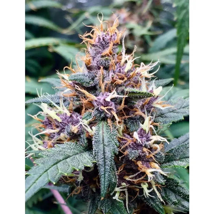 red_banana_berry_growerschoice.webp