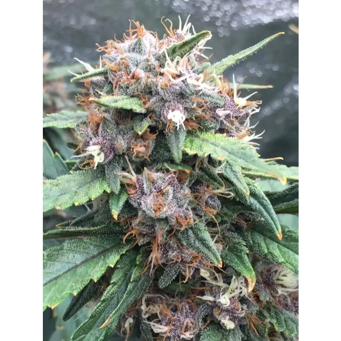 red_banana_berry_growerschoice_3.webp