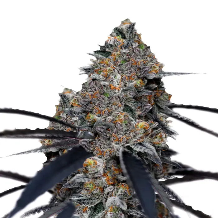 san_fernando_valley_x_purps_feminized_cannabis_seeds_by_growerschoice_1.webp