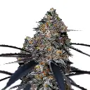 san_fernando_valley_x_purps_feminized_cannabis_seeds_by_growerschoice_1.webp