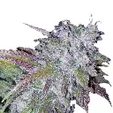silvergrape_sherbet_feminized_cannabis_seeds_by_growerschoice_1.webp