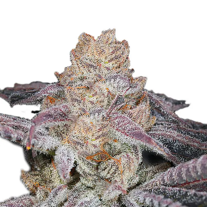 sour_zkittlez_by_growerschoice_cannabis_seeds.webp