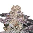 sour_zkittlez_by_growerschoice_cannabis_seeds.webp