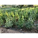amnesia_growerschoice_3.webp