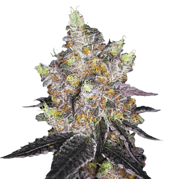 watermelon_punch_feminized_cannabis_seeds_by_growerschoice_1.webp