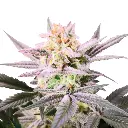 watermelon_weddingcake_feminized_cannabis_seeds_by_growerschoice_1.webp