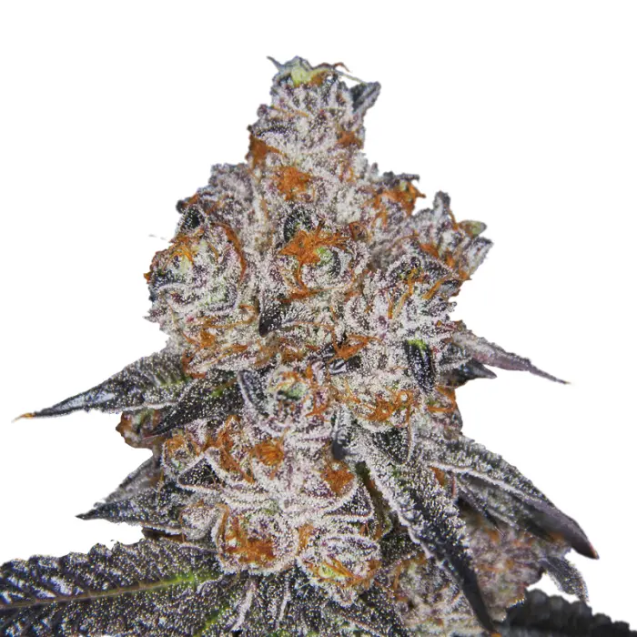white_fire_gelato_feminized_cannabis_seeds_by_growerschoice_1.webp