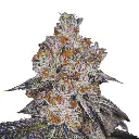 white_fire_gelato_feminized_cannabis_seeds_by_growerschoice_1.webp