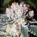white_fire_og_feminized_cannabis_seeds_by_growerschoice.webp