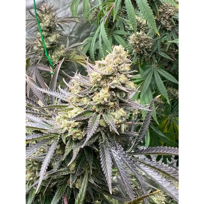 white_truffle_feminized_cannabis_seeds_by_growerschoice_3_.webp