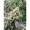 white_truffle_feminized_cannabis_seeds_by_growerschoice_3_.webp