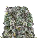 zkittlez_feminized_cannabis_seeds_by_growerschoice.webp