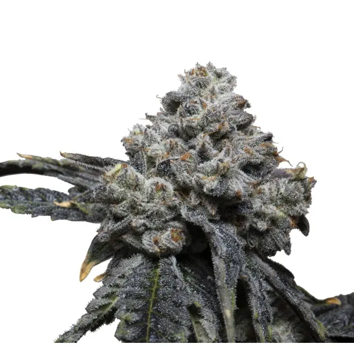 growerschoice_tangiepunch.webp