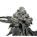 growerschoice_tangiepunch.webp