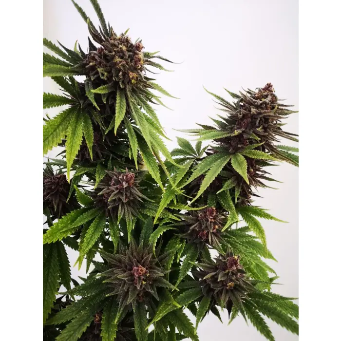 blue_diesel_growers_choice.webp