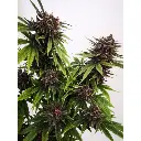 blue_diesel_growers_choice.webp