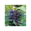 blue_diesel_growers_choice_1_.webp