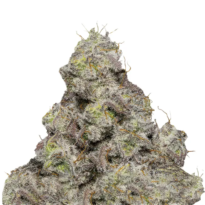 growerschoice_blue_forestberry_autoflower.webp