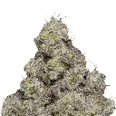 growerschoice_blue_forestberry_autoflower.webp
