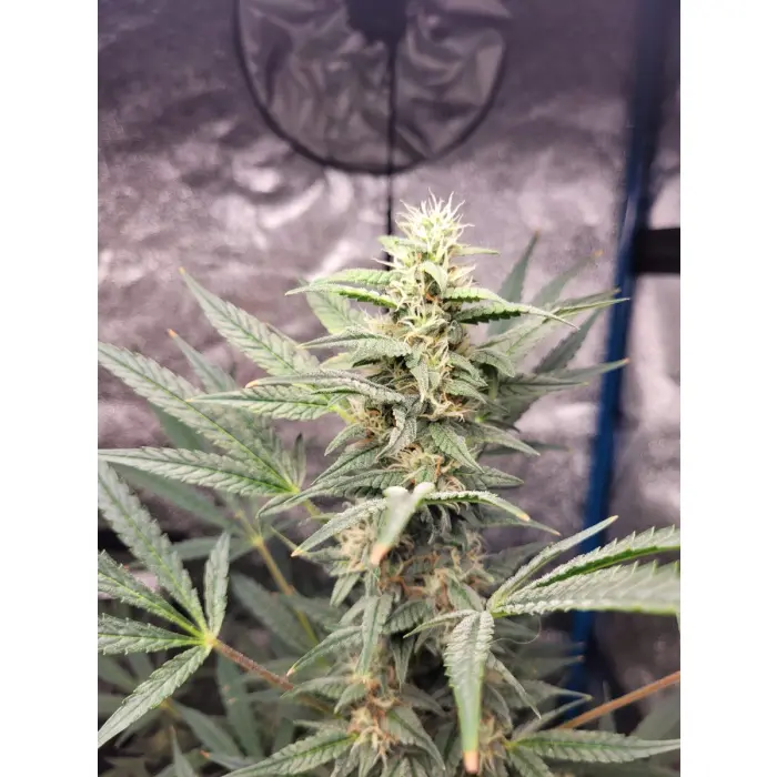 braindamage_autoflower_growerschoice_1.webp