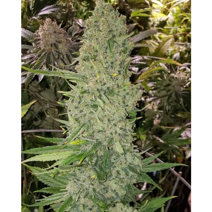 bruce_banner_feminized_autoflower_by_growerschoice.webp