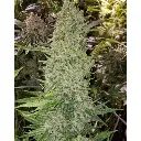 bruce_banner_feminized_autoflower_by_growerschoice.webp