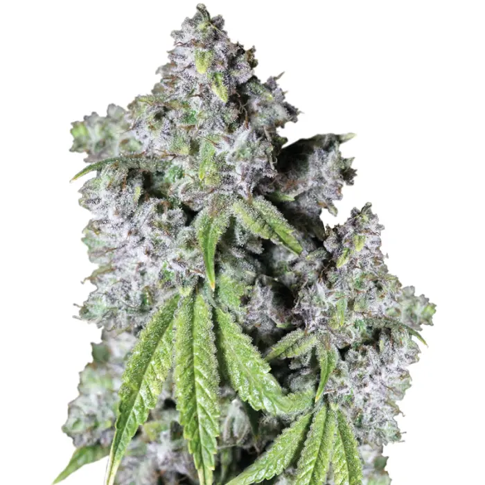 growerschoice_charlottes_dream_cbd_autoflower.webp