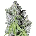 growerschoice_charlottes_dream_cbd_autoflower.webp