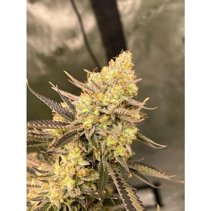 cherry_zoap_feminized_autoflower_by_growerschoice.webp