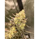 cherry_zoap_feminized_autoflower_by_growerschoice.webp