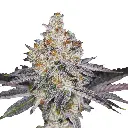 growerschoice_cammabis_seeds_double_xl_banana_sherbet_autoflower.webp