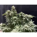 banana_sherbet_growerschoice_2_1.webp