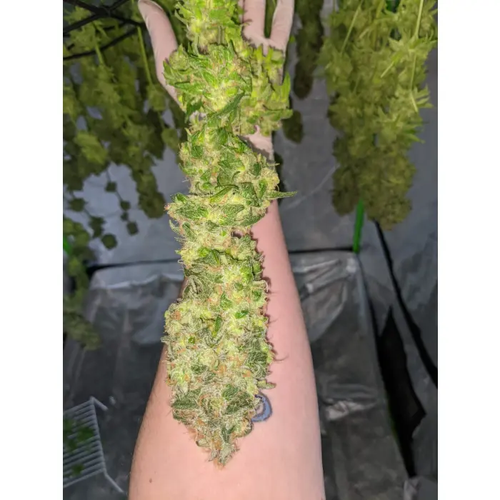 banana_sherbet_growerschoice_1.webp