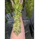 banana_sherbet_growerschoice_1.webp