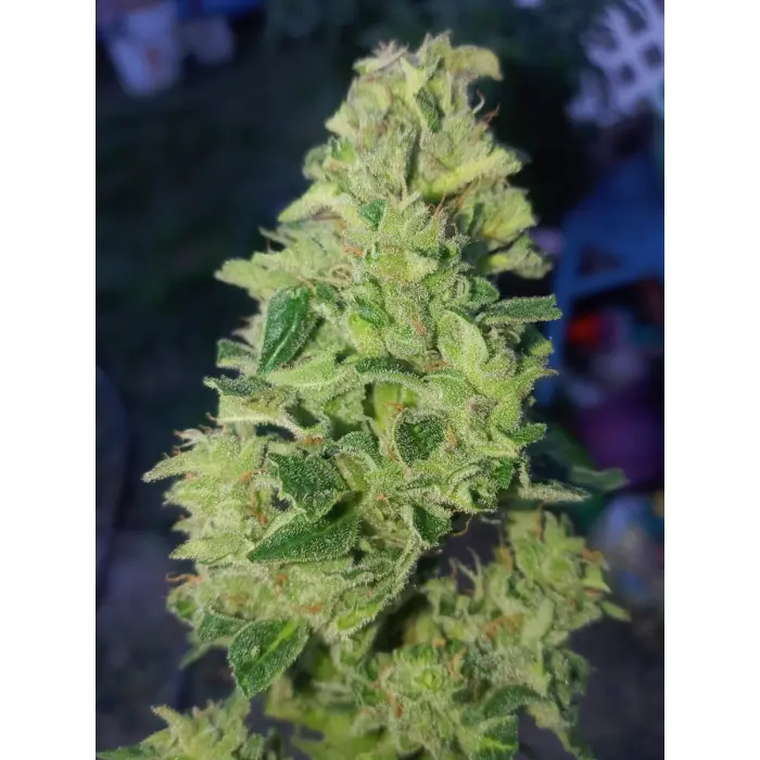 tropical_coookies_auto_growerschoice.webp