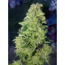 tropical_coookies_auto_growerschoice.webp