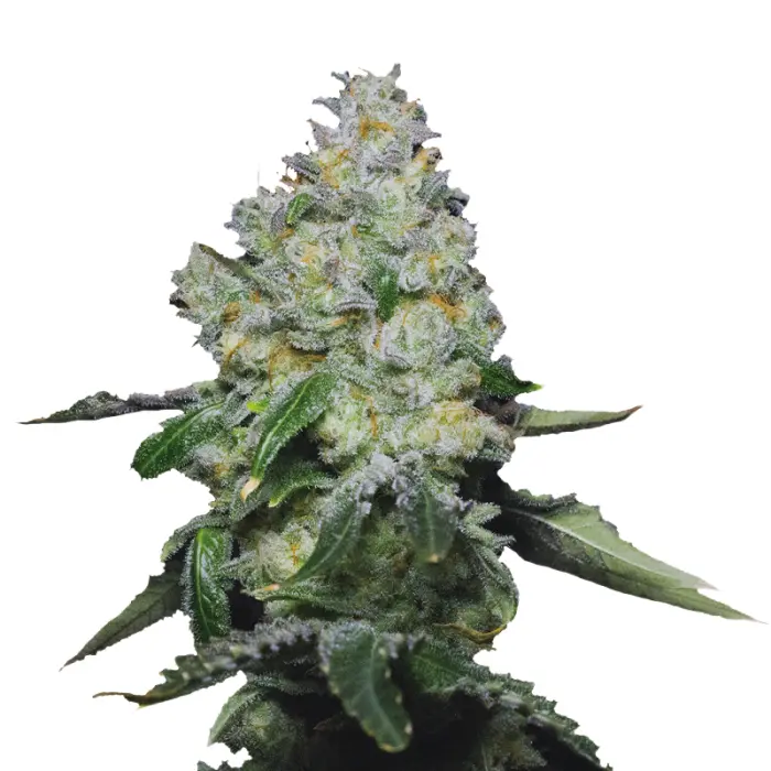 growerschoice_double_xl_tropical_cookies_autoflower.webp